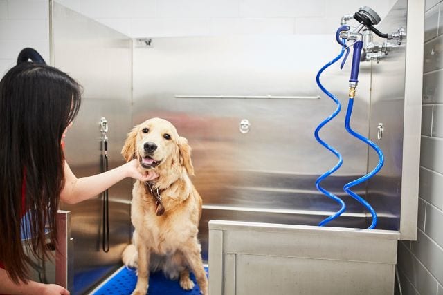 pet spa