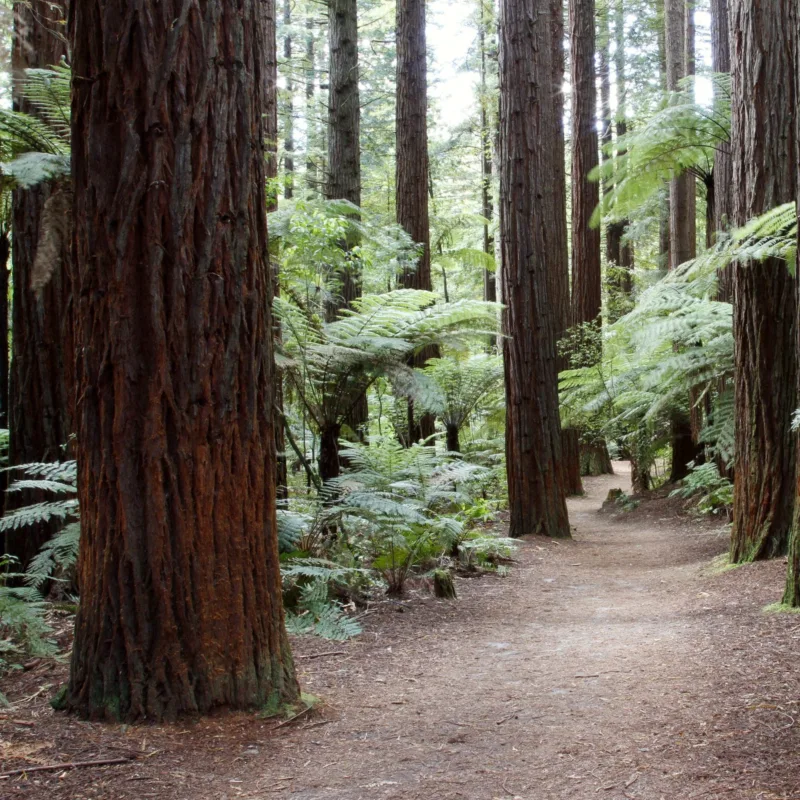 tree forest