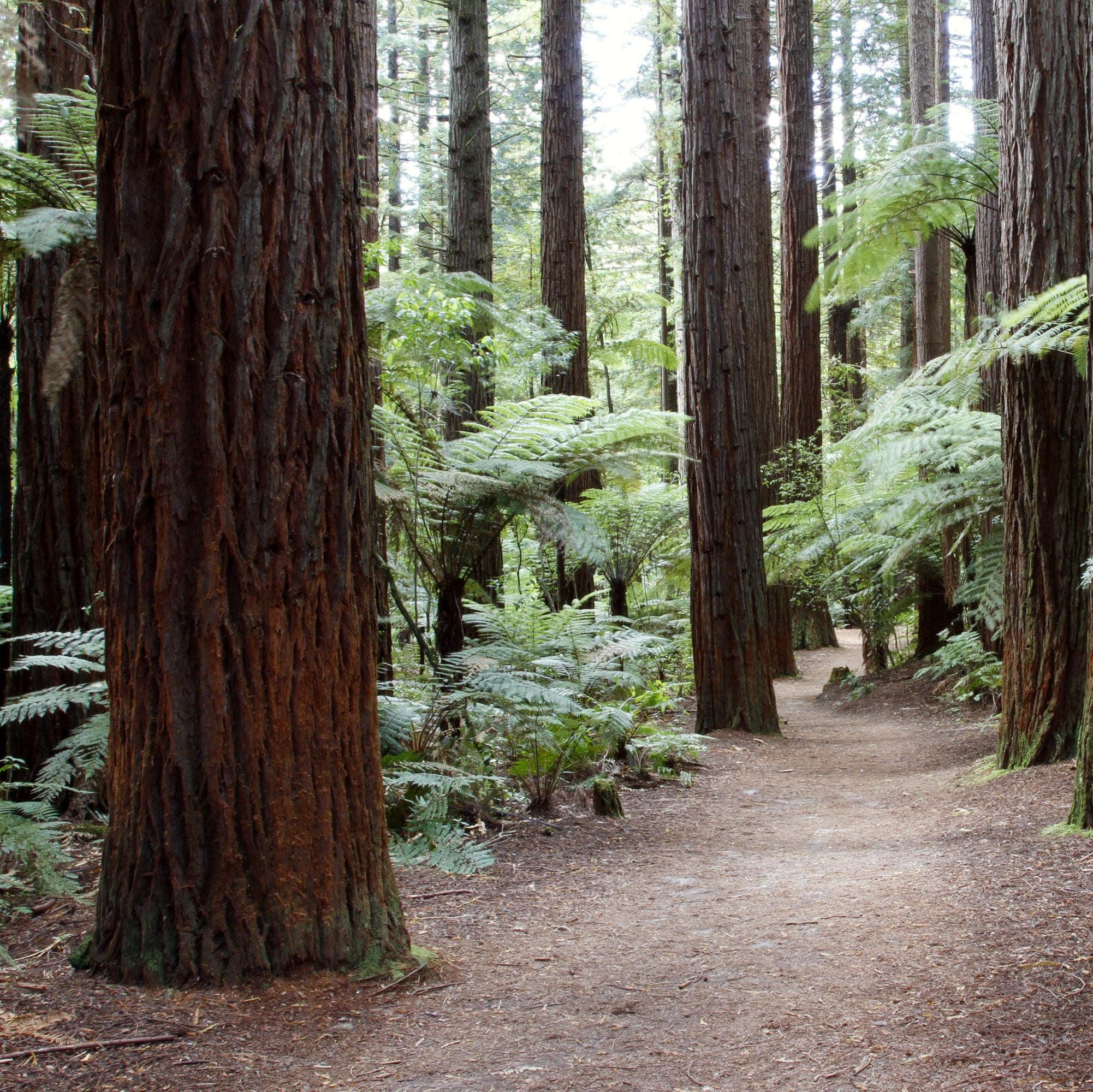 tree forest