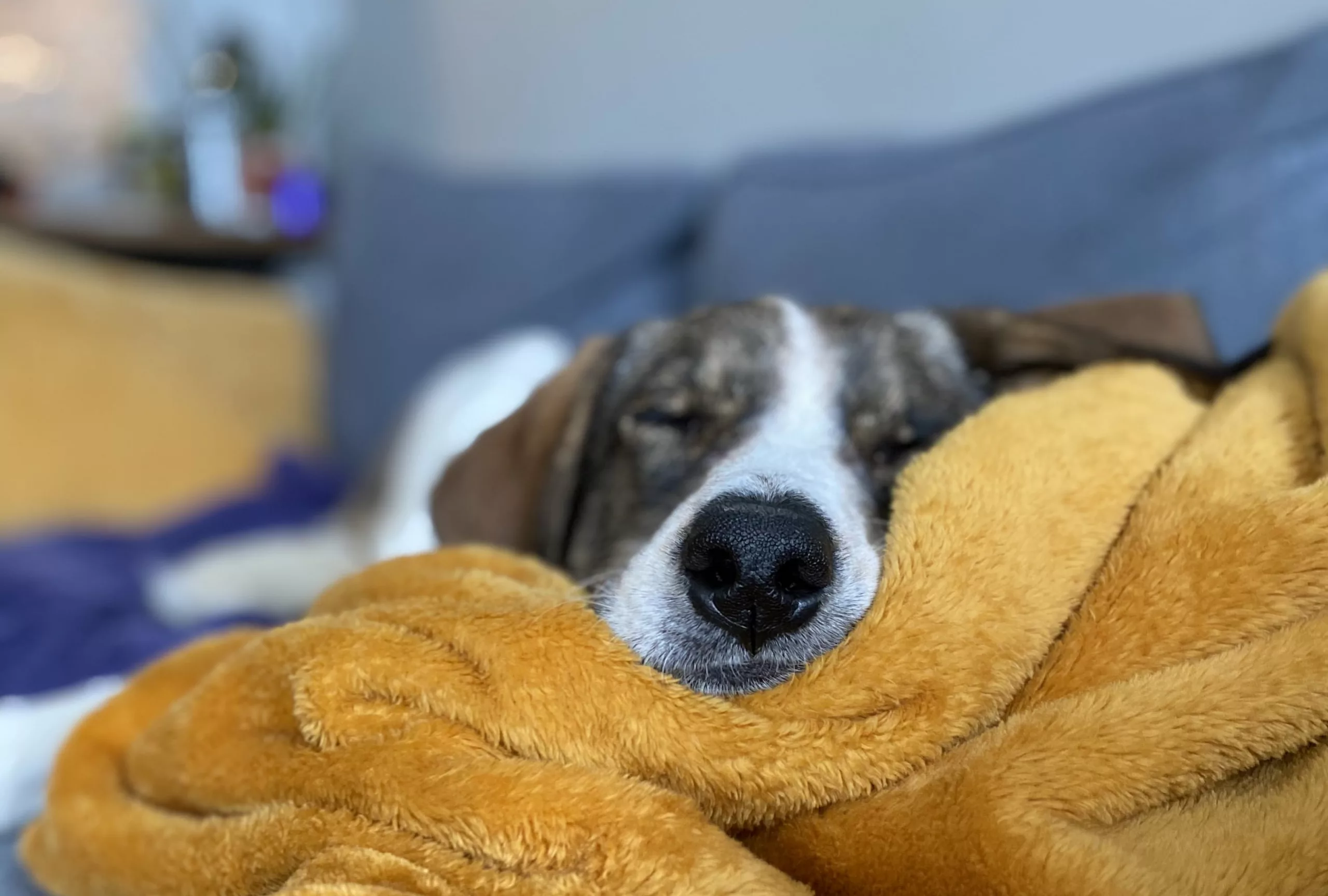 Dog sleeping on yellow blanket