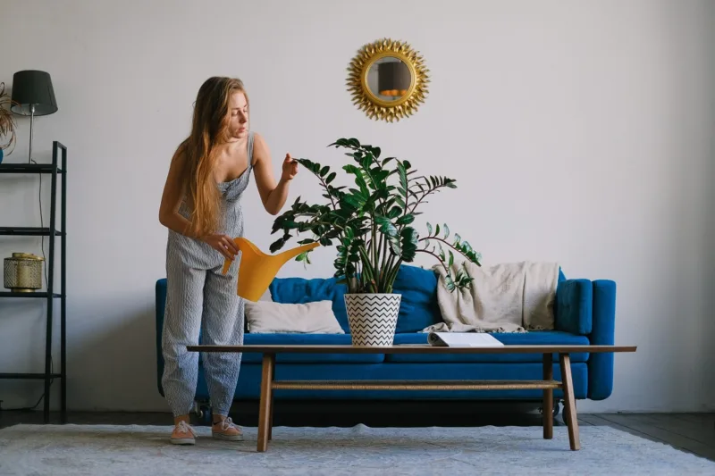 picture of woman watering a plant on a table