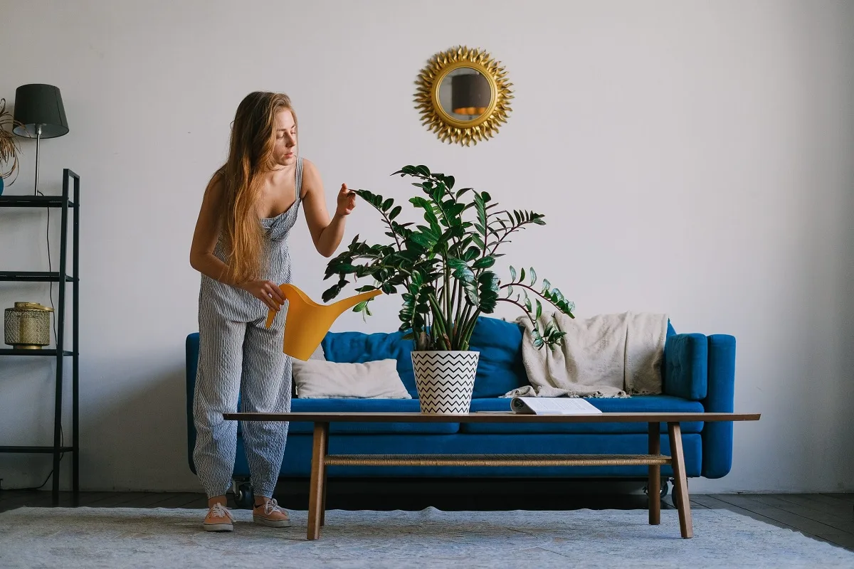 picture of woman watering a plant on a table