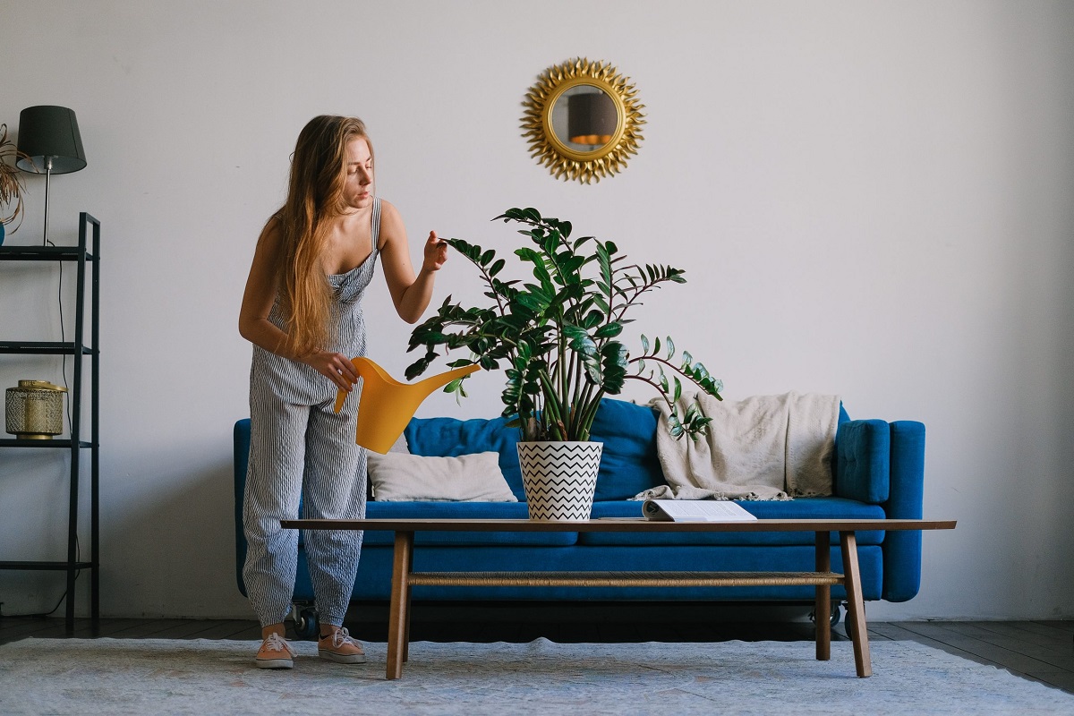 picture of woman watering a plant on a table